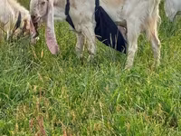 Taka, Gulabi goats — 1-rasm