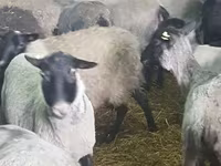 Schaf, Romanov sheep — Foto 5
