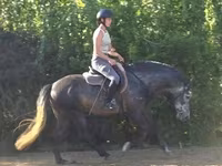 At, Andalusian horse — foto 2