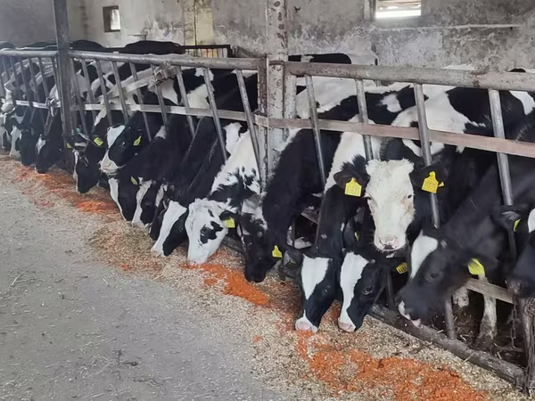 Bulle, Russian Black pied cattle