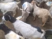 Goats (batch, sex not specified), Goats — photo 4