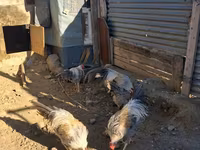 Leghorn — foto 3
