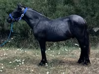 Caballo, Dutch warmblood horse — foto 1