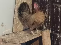 Chickens — foto 3