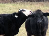 Buğa, Simmental cattle — foto 3