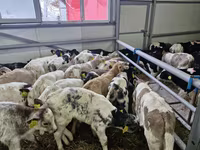 सांड, Simmental cattle — फ़ोटो 2