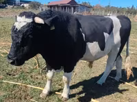 ثور, Russian Black pied cattle — الصورة 2
