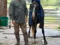 घोड़ा, Rocky Mountain Horse — फ़ोटो 7