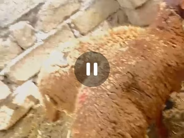 Qoç, Qoyunlar