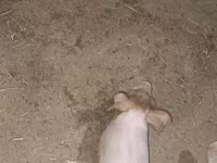 Säue, Schweine — Foto 3