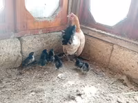 Chickens — photo 2