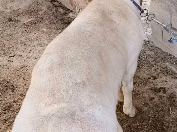 Sheep (batch, sex not specified), Sheep