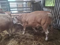 ثور, Blonde d’Aquitane cattle — الصورة 2