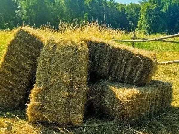 Խոտի տուկ յոնջա մաքուր