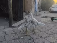 Gallinas Shamo — foto 4