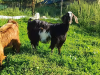 Goat, Saanen goat — photo 1