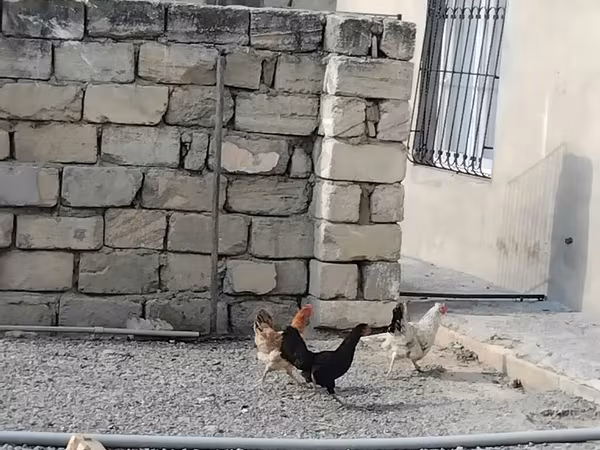 Chickens — Azərbaycan