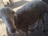 Sheep, Sheep — photo 3