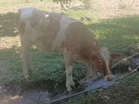 Cow, Cattle — photo 1