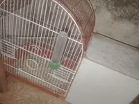 2 si 30 m zabrat 2 de yerləşir karella ücün qefes herşey üsdünde — photo 2