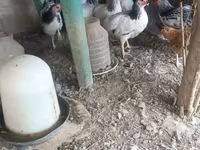 Chickens — foto 2