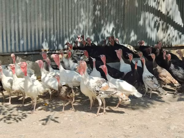 Turkeys