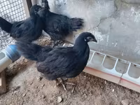 Australorp — foto 4