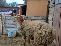 نعجة, الأغنام — الصورة 3