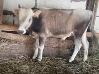 Bull, Cattle — photo 1