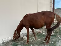 At, Karabakh horse — foto 5