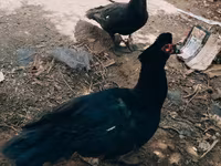 Ducks — फ़ोटो 6