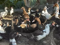 Domestic Muscovy — photo 2