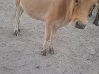 Cow, Cattle — photo 5