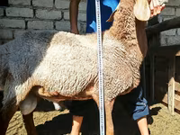 Qoç, Arashan sheep — foto 3