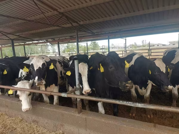 Cow, Holstein breed