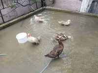 Turkeys — photo 6