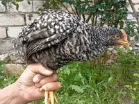 Adler Silver — foto 2