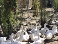 Ducks — الصورة 1