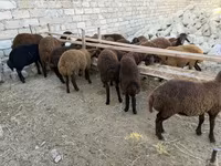 Qoç, Qoyunlar — foto 2