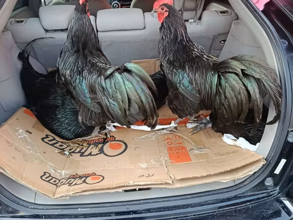 Australorp — Azərbaycan
