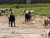 Sheep, Sheep — photo 2