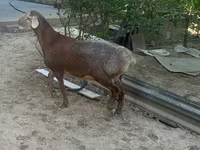 Qoç, Arashan sheep — foto 6