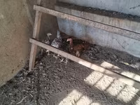 Chickens — photo 1
