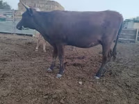 Cow, Kazakh White-headed cow — photo 5