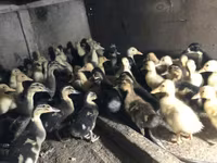 Ducks — foto 2