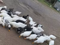 Ducks — foto 2