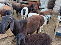 Baran, Hissar sheep — zdjęcie 5