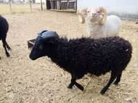 Ram, Ouessant sheep — photo 2