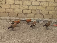 Guinea fowl — foto 1
