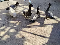 pato criollo doméstico — foto 5